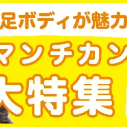 【 マンチカン・ミヌエット特集 】6/13現在在店中の短足癒し系！最新動画付き！