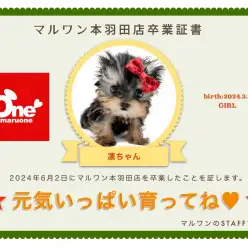 【卒業記念】ヨーキーの凛ちゃん卒業おめでとう！今までの感謝を込めて〜卒業ブログ〜