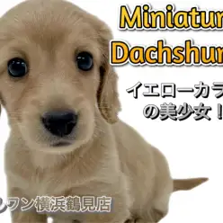【 ミニチュア・ダックスフント 】イエローカラーの美少女！愛らしい短足胴長！