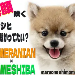 【 MIX 】両親はポメラニアンと豆柴！笑顔が咲き誇る可愛すぎるレア犬種ポメ豆！