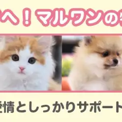 【 ブリティッシュ 】今日の鶴ヶ島っ子!ずっと可愛い丸っこ女子!