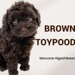【 トイプードル 】特別感満載の希少カラー！ブラウンプードルの女の子が登場！