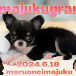 【 イマジュクグラム 】速報！ブラックタン＆ホワイトのチワワちゃまが聖地に降臨！