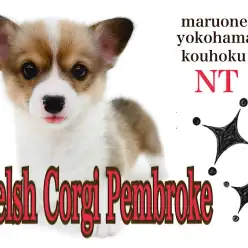 【 コーギー 】むっちり！桃尻！短足おおらかガールがやってきた！