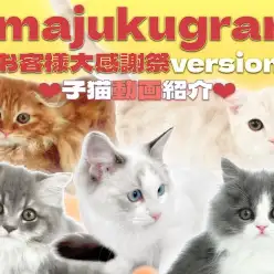 【 イマジュクグラム 】お客様大感謝祭終了まで2日！子猫の最新動画を大公開！