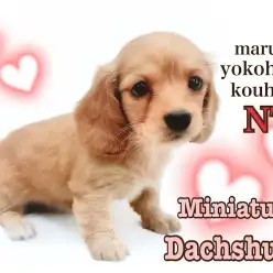 【 ミニチュア・ダックスフント 】艶々ゴールドカラーのおっとりプリンセス