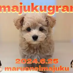 【 イマジュクグラム 】大人気MIX！アプリコットカラーの爆毛マルプーちゃま登場