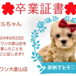 【 卒業証書 】マルちゃん卒業おめでとう！！スタッフママより愛を込めて！
