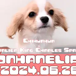 【 チワキャバ成長記録 】今日はキレイキレイの日！イケワンMIXちゃんシャンプー頑張ったよ！