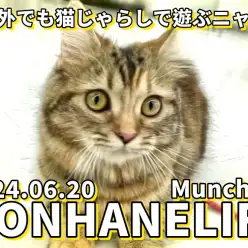 【 マンチカン成長ログ 】お外でも猫じゃらしで遊ぶニャ！