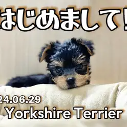 【 ヨーキー成長ログ 】初めまして！新しく仲間入りしましたヨーキーちゃん！