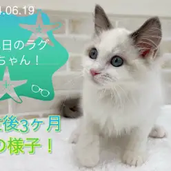 【 ラグドール 】本日のラグちゃん！生後3ヶ月の様子！