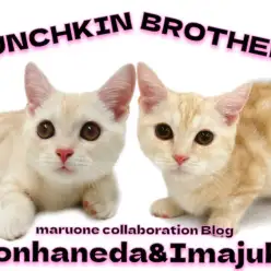 【 今宿店本羽田店コラボブログ 】マンチカン兄弟の成長をプロスタッフが解説！