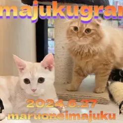 【 イマジュクグラム 】生後4ヶ月のスコティッシュちゃまと先輩マンチカンに密着！