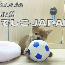 【 柴犬成長ログ 】目指せ！なでしこJAPAN！！