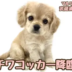 【 チワワ×アメリカンコッカー 】魅力あふれる超激レアMIXがマルワンに初登場！