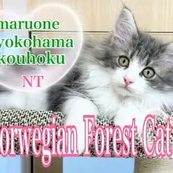 【 ノルウェージャン 】心も体もBIGに成長中！美しすぎるノルウェーくん