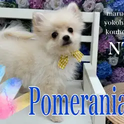 【 ポメラニアン 】猿期だって可愛いもん！猿期の注意点とワクチン接種