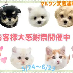 【 お知らせ 】お客様大感謝祭開催中！マルワン武蔵浦和店の子犬・子猫をご紹介！