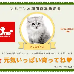 【卒業記念】ラガマフィンのアリスちゃん卒業おめでとう！今までの感謝を込めて〜卒業ブログ〜