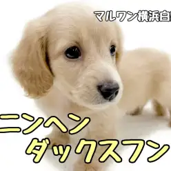 【 カニンヘンダックスフント 】綺麗なイエローカラー！抜群の好奇心旺盛さ！