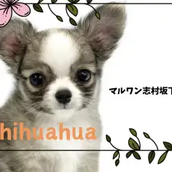 【 チワワ 】フォーン&ホワイトカラーの王子様。良血統のチワワくん入店！