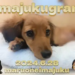 【 イマジュクグラム 】生後4ヶ月のおっとりダックスちゃま！シャンプーに密着！