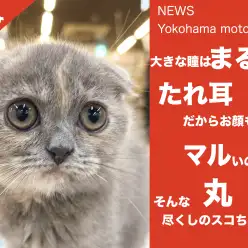 【 速報 】丸！マル！まる！垂れ耳スコ！！【 NEWS横浜元町 】