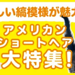 【 アメリカショートヘア特集 】6/20現在在店中のアメショちゃん！最新動画付き