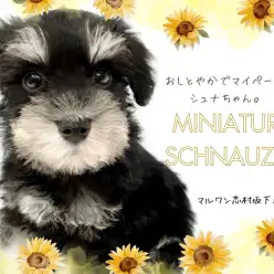 【ミニチュアシュナウザー】黒銀のツートーンカラー！眉毛が自慢のシュナちゃん登場！