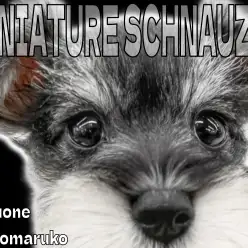 【 ミニチュアシュナウザー 】大きな瞳はアニメ顔！遊ぶのが大好きな最高の家庭犬！