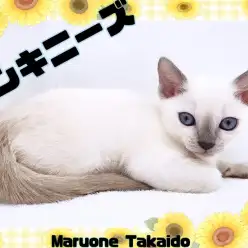 【 トンキニーズ 】激レア！シャム×バーミーズのハイブリットキャット登場！！