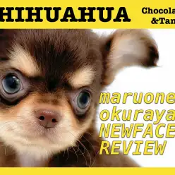 【 チワワ 】チョコレートカラーで超フレンドリーな性格な女の子がやってきた！