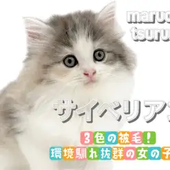 【 サイベリアン 】3色の被毛！環境馴れ抜群の女の子！