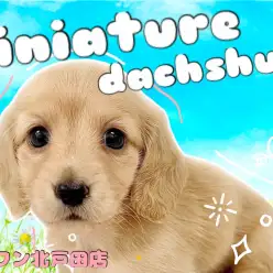 【 ミニチュアダックスフント 】ミルクティーカラーに包まれた癒し系ガール