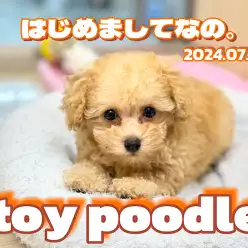 【 トイプードル成長ログ 】はじめましてなの！短足が可愛いトイプードルちゃん！