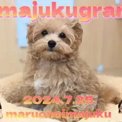 【 イマジュクグラム 】生後3ヶ月体重1.2kg！可愛さ爆発中のマルプーちゃま！