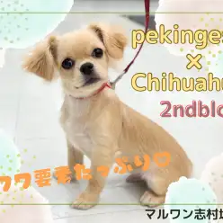 【 MIX 】人懐っこさはピカイチに成長中！甘えん坊さんなペキチワの男の子