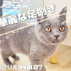 【 ほっこり北通Vol.87 】ブリちゃんの華麗な足さばき