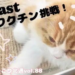 【 ほっこり北通Vol.88 】最後のワクチンに挑戦するスコちゃん！