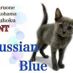【 ロシアンブルー 】スタイリッシュなブルーの貴公子は甘えん坊
