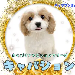 【 MIX 】圧倒的人気を誇るMIX犬！キャバションちゃん登場