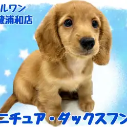 【 ミニチュア・ダックスフント 】おっとり垂れ目が癒し効果抜群な男の子！