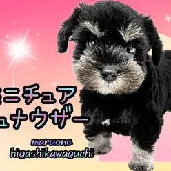 【 ミニチュアシュナウザー 】愛嬌抜群!可愛らしさと賢さを併せ持ったシュナちゃん