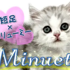 【 ミヌエット 】知る人ぞ知る短足×ボリューミーキャット！