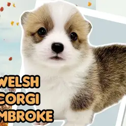 【 コーギー 】短足犬代表！幼いお顔にキュートなフォルムのコーギーちゃん！