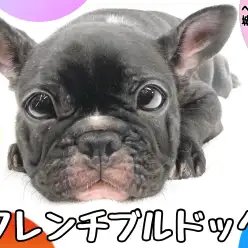 【 フレンチブルドッグ 】癒しと笑い溢れるフレブルとの暮らし始めませんか？