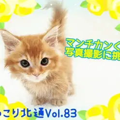 【 ほっこり北通Vol.83 】マンチカンくんの写真撮影に密着！