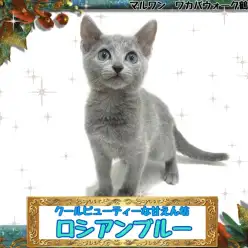 【 ロシアンブルー 】日に日にデレ化が止まらないクールビューティーちゃん