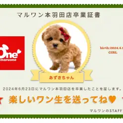 【卒業記念】マルプーのあずきちゃん卒業おめでとう！今までの感謝を込めて〜卒業ブログ〜